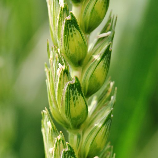 Lancaster Photosynthesis Group Profile