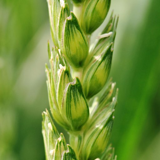 #photosynthesis research group @lancsuniLEC Striving to improve #crop productivity and #foodsecurity for all