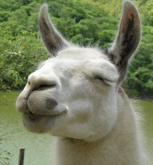 umanara's profile picture. お気軽に相手してやって下さい。三国戦国無双、slipknot、ジョジョ、99ANNなど雑食性。呟きは大体関係ないものが多いです。