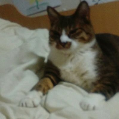 五味ょーんฅ ^ •ω• ^ ฅ🐾(サブ垢)さんのプロフィール画像