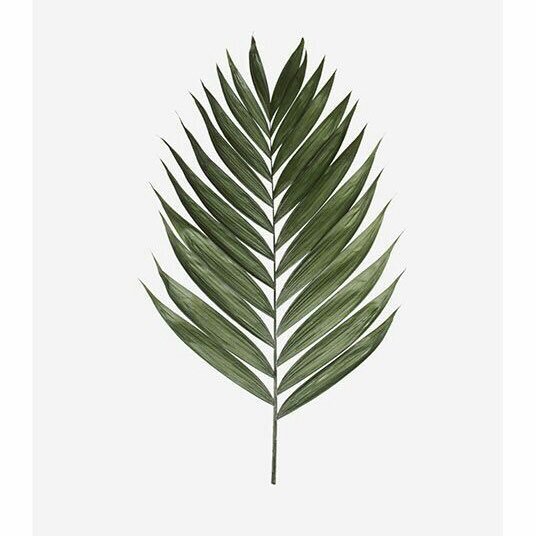 samaemal's profile picture. استغفر الله 🌱 ..