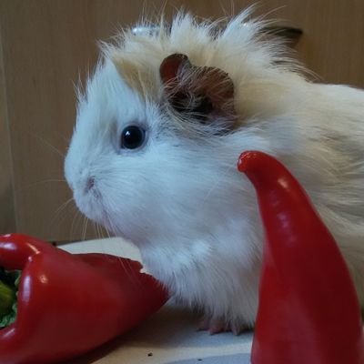 Gunibunnysさんのプロフィール画像