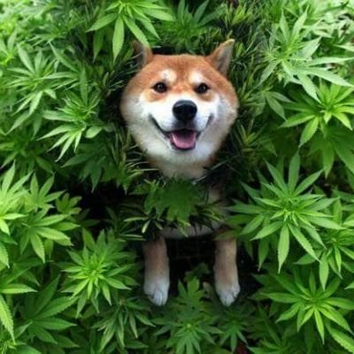 l_nattanan's profile picture. สำหรับผมยิ่งโตเสียงหัวเราะยิ่งเบาลง