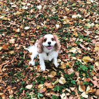 Andrea (@andreafinnegan) Twitter profile photo
