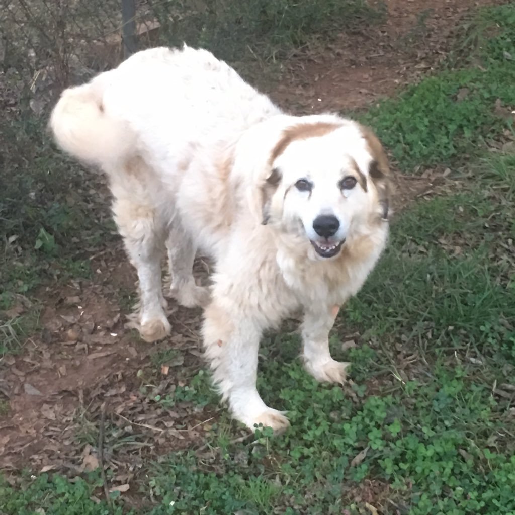 jsnive's profile picture. #Conservative #BuildTheWall #CONSTITUTION #DrainTheSwamp #SmallGovt #Capitalism #2A #TCOT #LNYHBT #DEPLORABLE #MAGA #ccot#BanSharia#banislam#AntiCom