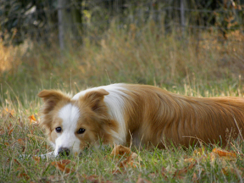 Border collie breeder-owner and lover, Love also history, politics ,working in the health department.