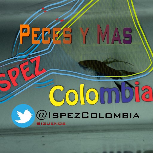 Somos IspezColombia, criadores y reproductores de Guppys. Pero nos gusta saber sobre los peces ornamentales y sus acuarios.