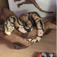Chrysalis Pets (@chrysalispets) 's Twitter Profile