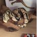 Chrysalis Pets (@chrysalispets) Twitter profile photo Chrysalis Pets (@chrysalispets) Twitter profile photo