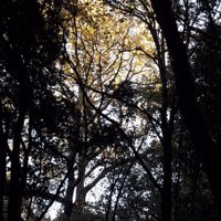 Fotli Major Ton (@apc1331) 's Twitter Profile