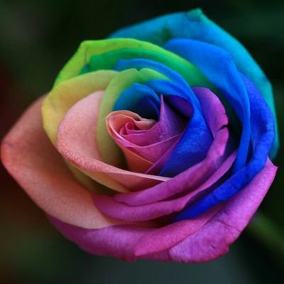 Nichia_LeafsFan's profile picture. I'm a huge geek. I love video games, cosplay, animals, real estate, interior design, sports, and more. I've been married since I was 19.