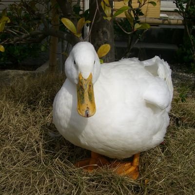 hagehide's profile picture. 