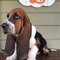 Farmhouse Hounds(@FHounds) 's Twitter Profileg