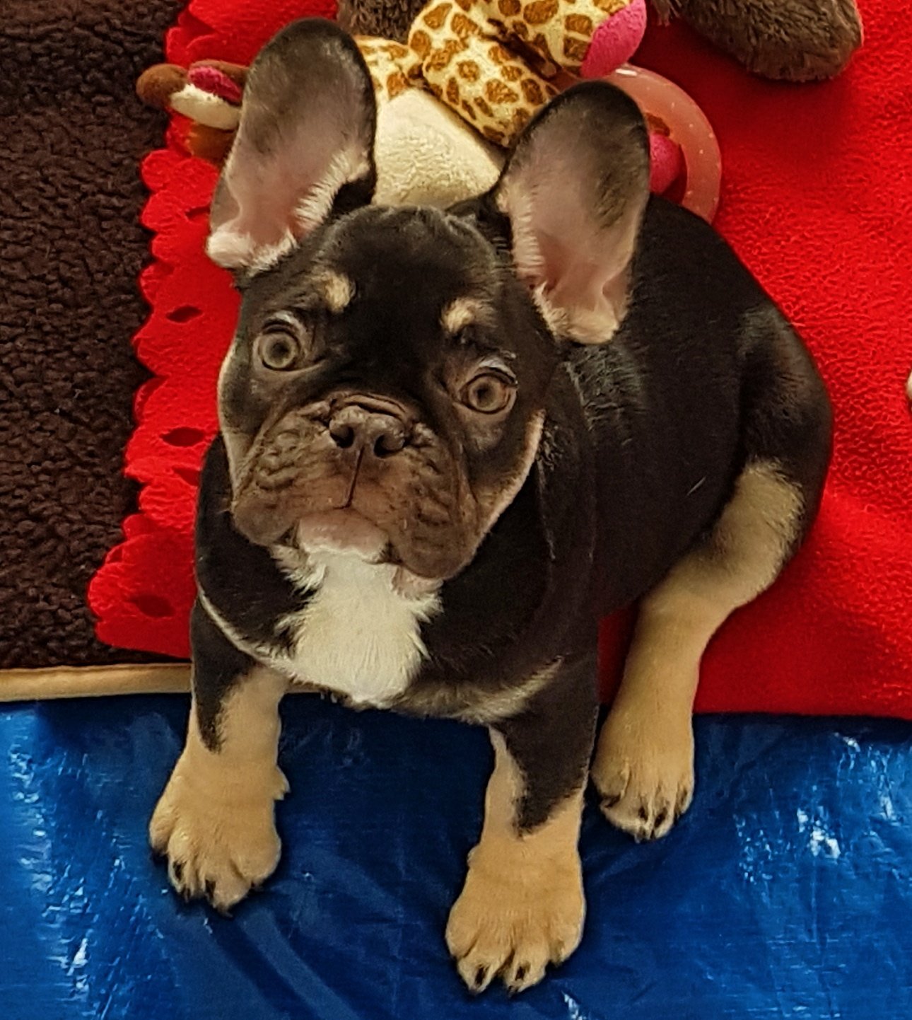 Frenchbulldog breeders
Home to some of the rarest exotic coloured frenchbulldogs in the 🌏
Located: UK 🇬🇧
PUPPIES FOR SALE
Shipping worldwide
DO YOU 💖 FRENCHIES?