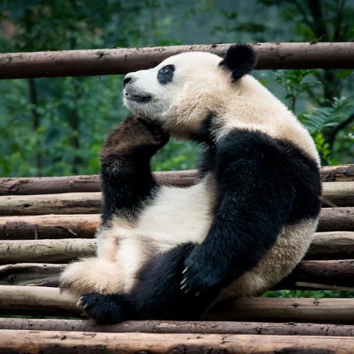 El Panda Pensador