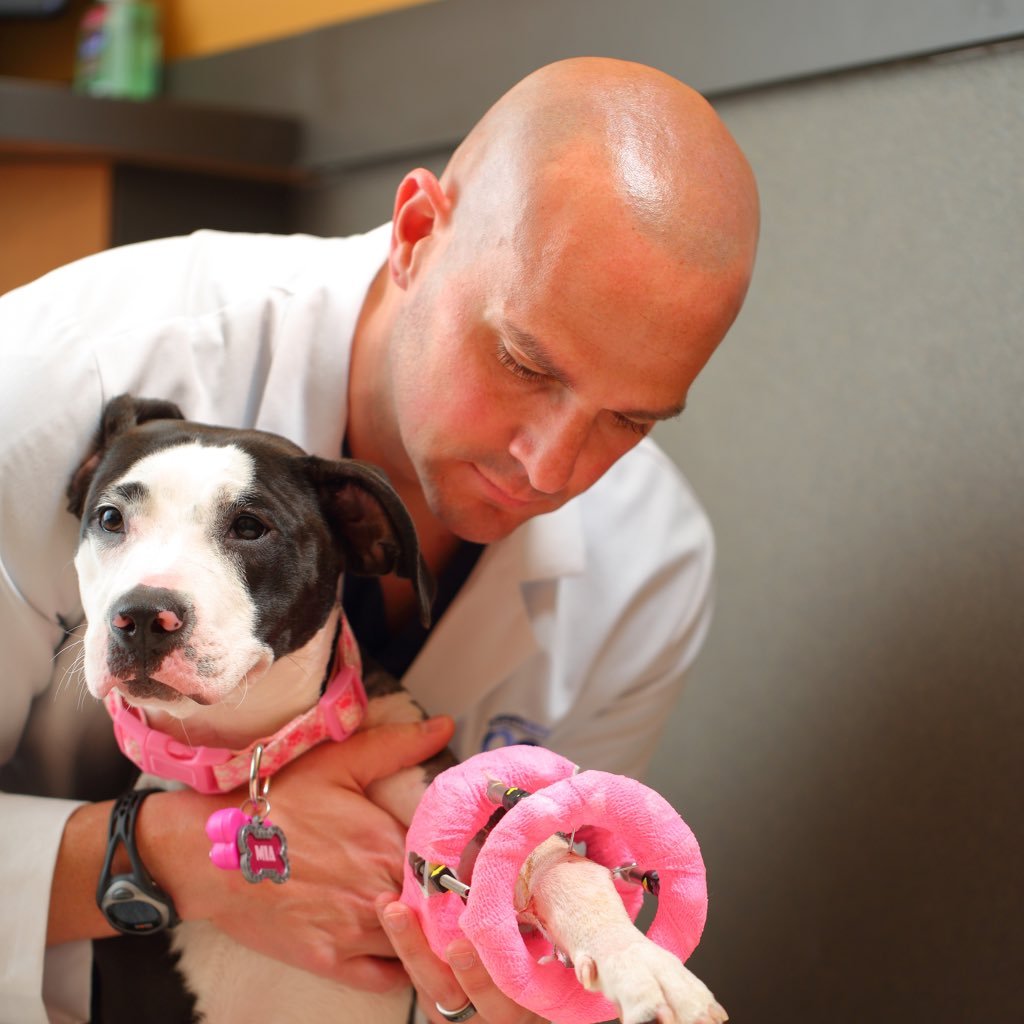 David Dycus, DVM, MS, CCRP, DACVS Profile