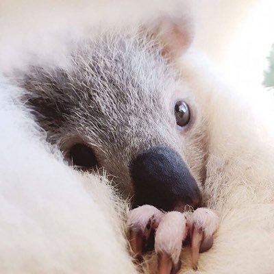 Kog_k_luk_o00o's profile picture. 