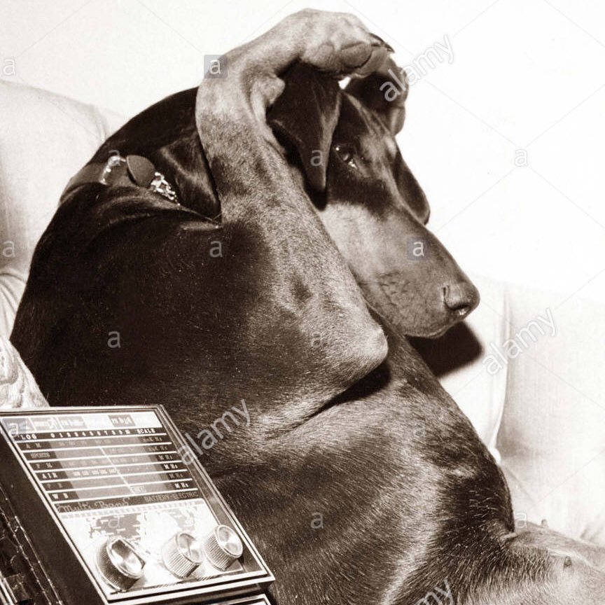 MuzzleMaddie's profile picture. 