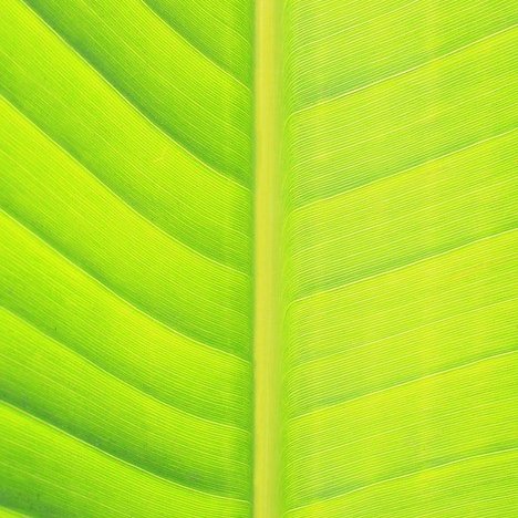 EcoArquivo's profile picture. #Pessoais, #animais, #plantas, #ecologia, #alimentação, tudo interessa e a ordem não é importante.  🌎🌎🌿🌿 #Eco #Sustainability #Activism #climatechange #nature