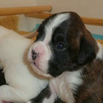 Geovanicboxers's profile picture. Owner and occasional breeder of quality bred boxers. Bred for health and temperament. For Pet and Show homes. https://t.co/6AnOD4PHAR