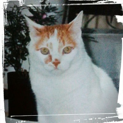 toma_planet's profile picture. 休職から復帰するものの、話し下手なため、浮きまくり。 社会に出るのはしんどいわぁ。 自己発信は苦手ですが、少しずつ頑張ります。(緊張するから人が見ない時間帯で