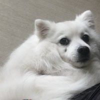 kaoru yasuda (@kerox2) 's Twitter Profile
