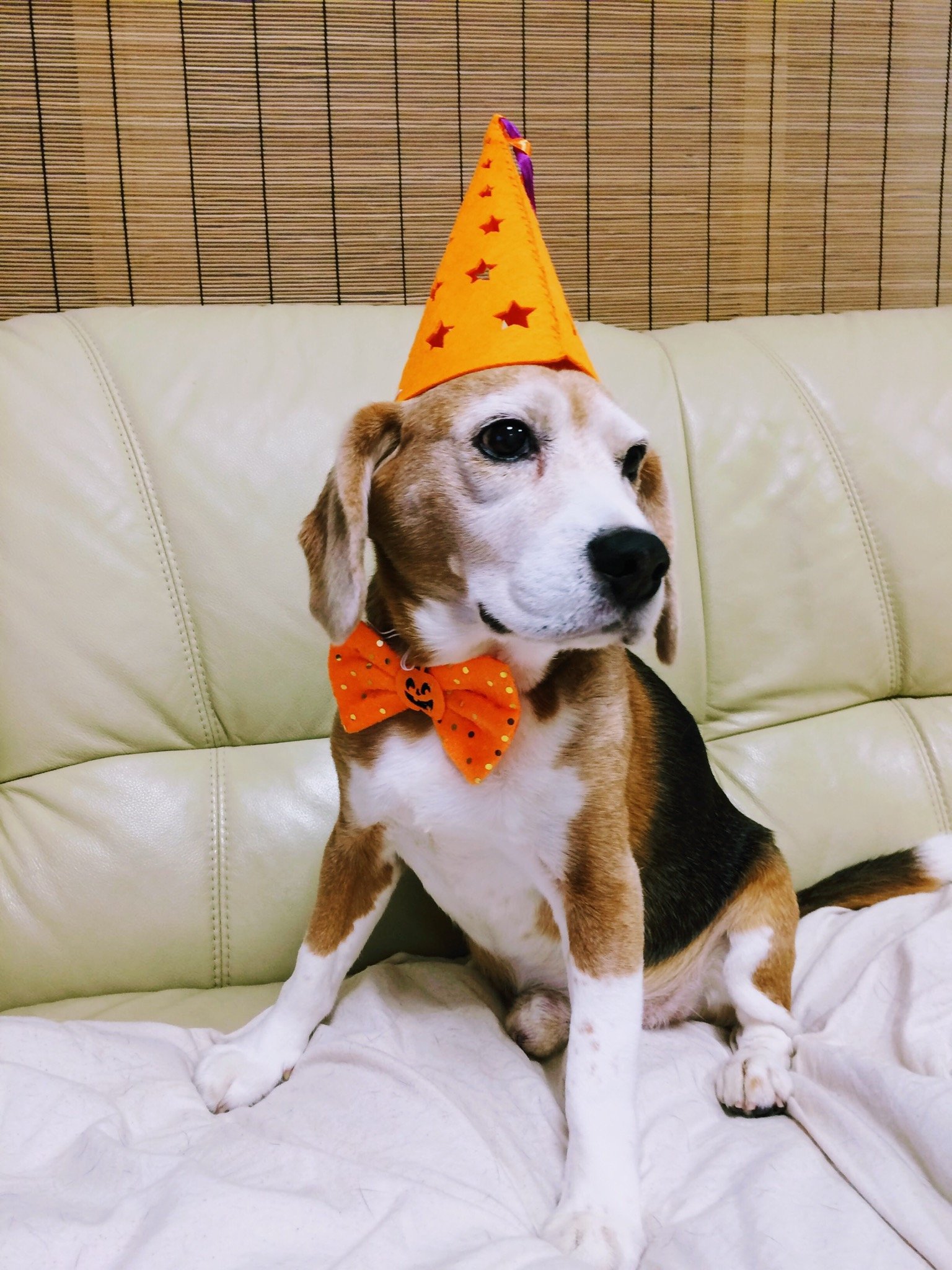 私と子供と実家の犬の話。年子女児を完全ワンオペ中。ﾋﾞｰｸﾞﾙ🐶 𝕃𝕆𝕍𝔼♡手芸好きだけど最近あまり出来ず。編み物は万年素人、針と糸は喧嘩仲間🤜🪡🤛懸賞ﾂｲも細々と。気になった話題にはﾘﾌﾟ&無言ﾌｫﾛ-失礼します😶‍🌫️