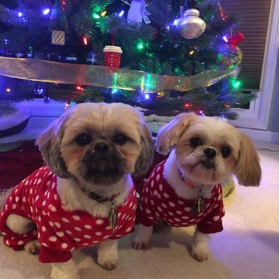 Bailey and Cocoa are my two Shih Tzu's!