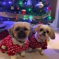 Bailey and Cocoa (@baileyandcocoa) 's Twitter Profile Photo Bailey and Cocoa (@baileyandcocoa) 's Twitter Profile Photo