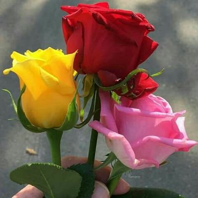 truji_olivera's profile picture. Música