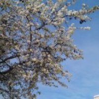 Ms. Amanda (@amandahw1077) 's Twitter Profile