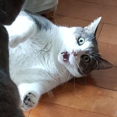 jkmullenz's profile picture. Just wanted to see what all the fuss was about.

she/her