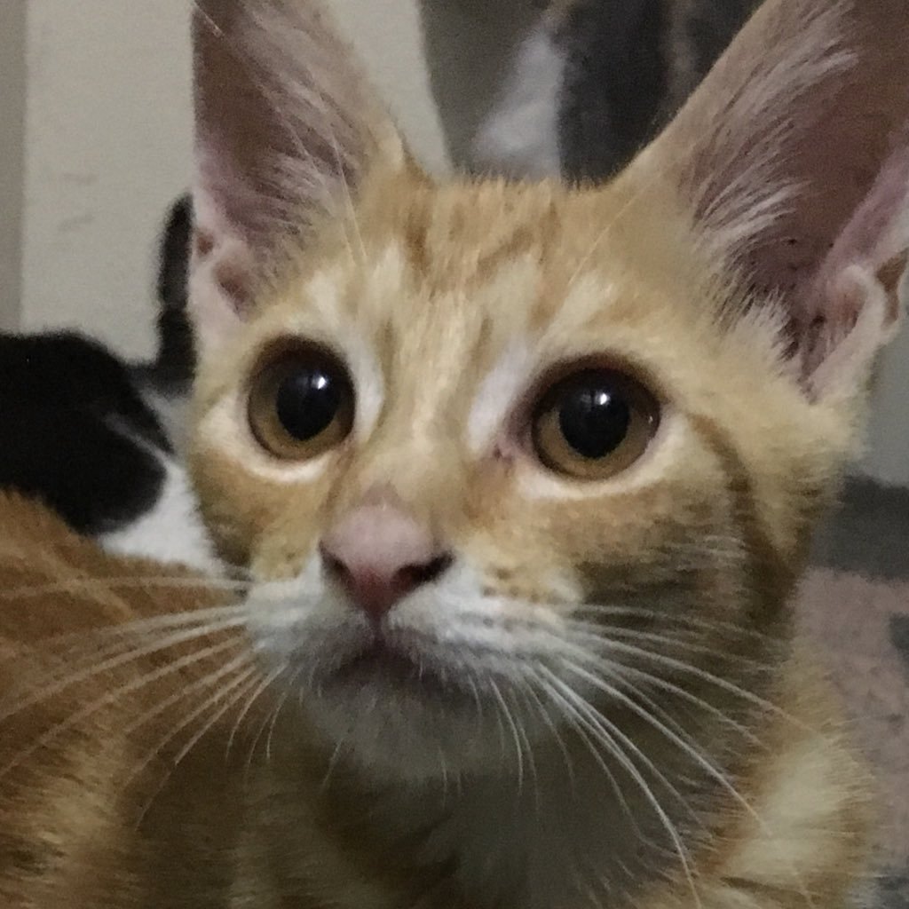 Chii_KotoraTora's profile picture. 猫とLDHｽｷ♡ SECOND♡SHOKICHI♡MAKIDAI♡ 可愛い猫を見るのがｽｷ♡ 🏠2021.12.20〜 welcome🐈‍⬛💗 怪しいﾌｫﾛｰといいねは報告とﾌﾞﾛｯｸします。