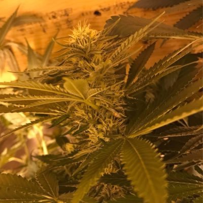 If you would like us to advertise for you, DM us on our instagram @pureburn420