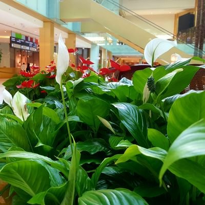 tonyrox043's profile picture. 