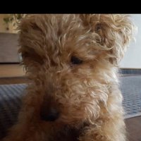 _voxen_ (@voxen3) 's Twitter Profile