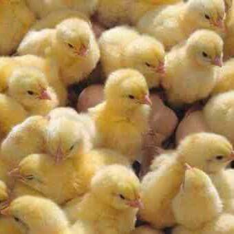 UkongaKukuBora's profile picture. wauzaji wa vifaranga vya kuku aina mbalimbali kama vile kuku wa kienyeji,Malawi,Kuroiler n.k