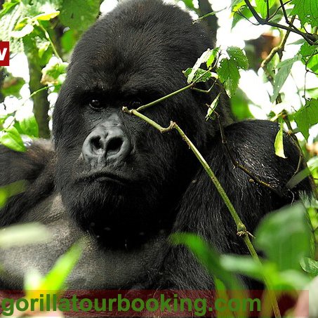 We are gorilla safari planners to Uganda and Rwanda send us email on info@gorillatourbooking.com