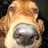 BloodhoundDaisy's profile image