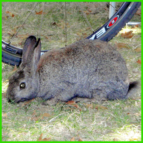 UVic Rabbits (@UVicRabbits) | Twitter