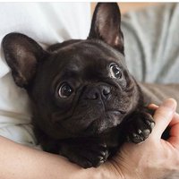 Lil G-Pug (@gogglepossum) 's Twitter Profile