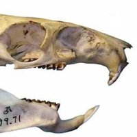 Synapsid Notebook (@synapsidnotes) 's Twitter Profile