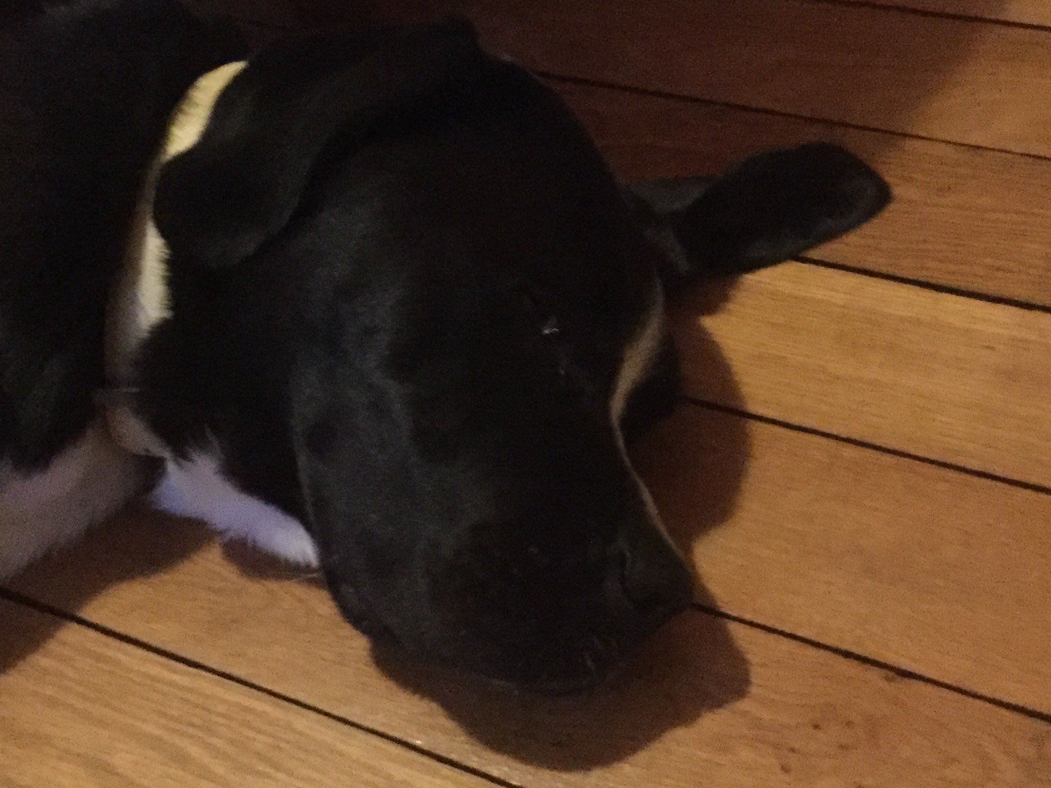 BacksplashFloor's profile picture. Mom, lawyer, Ph.D., Yooper