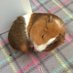 Peaches🌈 And Cream 🌤 (@guineapigsluv) Twitter profile photo Peaches🌈 And Cream 🌤 (@guineapigsluv) Twitter profile photo