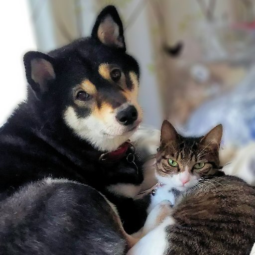 ※あずき🐶非定型アジソン病だけどツンデレの柴犬
※ゆず😺元保護猫の甘えん坊
※レモン😺保護猫家猫訓練中
みんな女の子です♡
Twitterよくわからず気ままに呟きます