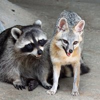 Saffron 🐀 (@m4n3ctr1c) 's Twitter Profile