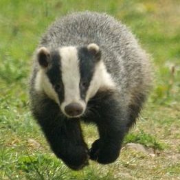 LISTEN_2_BADGER's profile picture. 