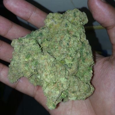 Asian_GanjaMan's profile picture. 26 • Biologist 🌱

It sucks living in a country where marijuana is a dangerous drug and has a 12-year to a lifetime imprisonment when caught and convicted.