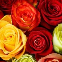 Bharum (@bharum19) 's Twitter Profile