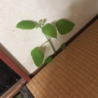 晋吾 (@sinsinminmin) Twitter profile photo